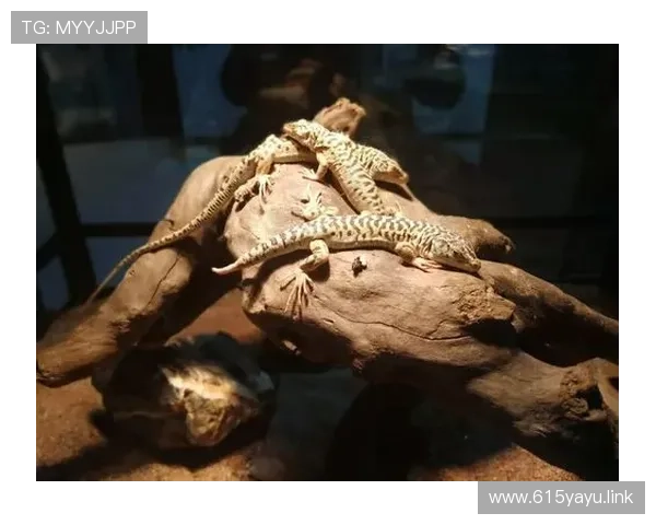 非洲视频直播：探索神秘大陆的实时视听盛宴